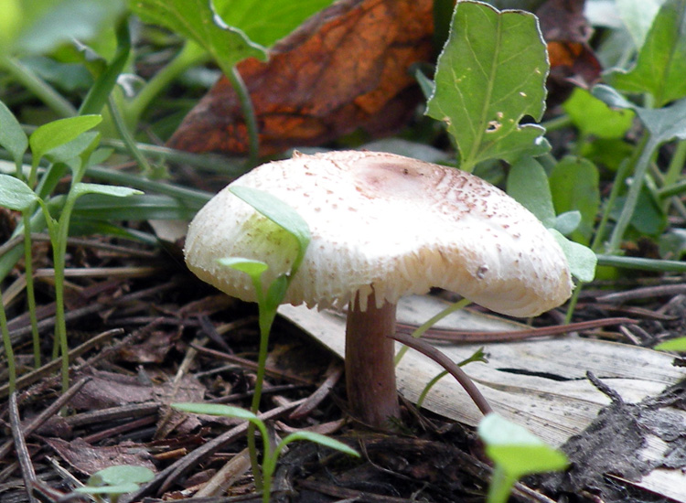 Ero sicuro fosse....